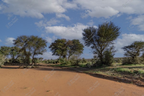 A desert landscape featuring a group of large trees amidst red sands, surrounded by scattered green vegetation. The sky is blue with scattered white clouds, creating a serene atmosphere.
