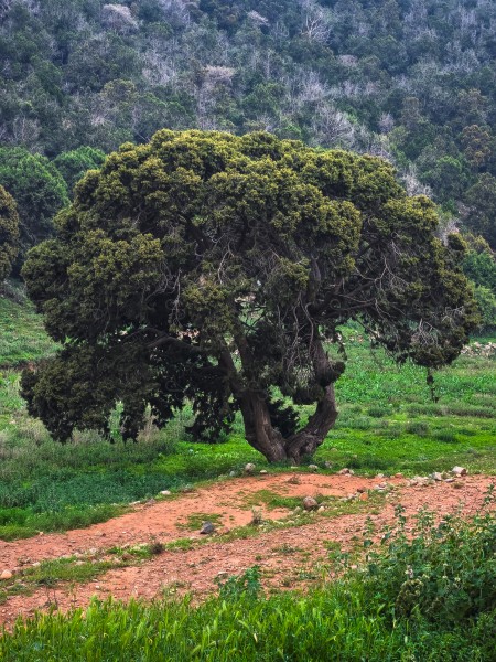 شجره معمره من منطقة عسير