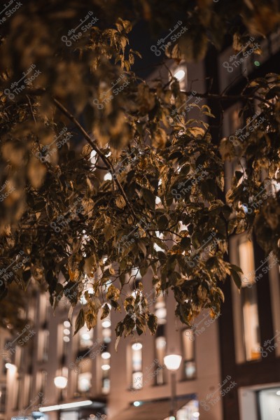 منظر لفروع شجرة بأوراقها في الليل, مع أضواء المباني في الخلفية في مدينة مضاءة.