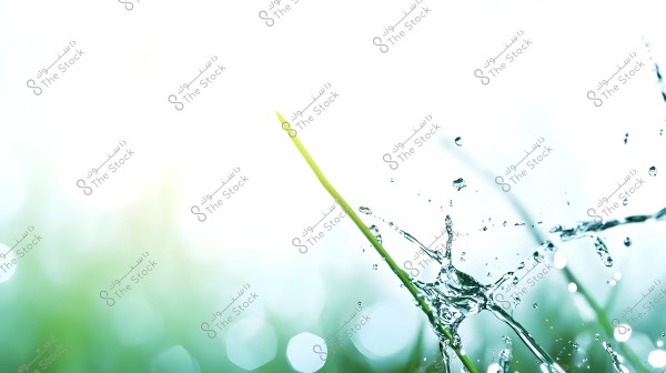 The image shows a splash of water on a thin green stem, set against a blurred background with light green and white hues. The interaction between the water and the stem is clearly visible amidst the natural backdrop, conveying a sense of freshness and purity.