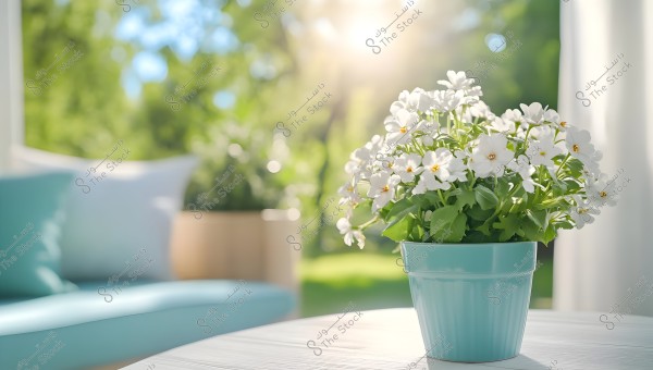 A blue pot holding blooming white flowers placed on a wooden table in a bright room. Sunlight is shining from the background, creating a warm and cozy atmosphere. In the background, there are cushions on a sofa, with a green natural view.