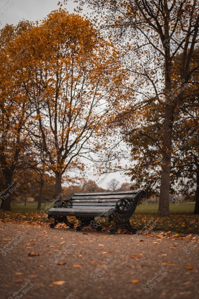 A wooden bench in a park surrounded by autumn trees with fallen leaves.