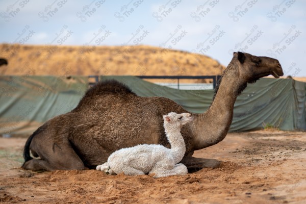 لقطة لناقة وصغيرها الحوار في أحد الصحاري في السعودية نهارًا وتبدو السماء صافية، حيوانات آكلة أعشاب ، سفينة الصحراء ، تربية الإبل والمواشي