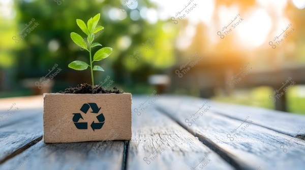 Image of a green plant growing in soil placed inside a small cardboard box, which features a recycling symbol. The box is centered on a wooden surface in an outdoor setting, with sunlight illuminating the background, suggesting a tranquil natural environment.