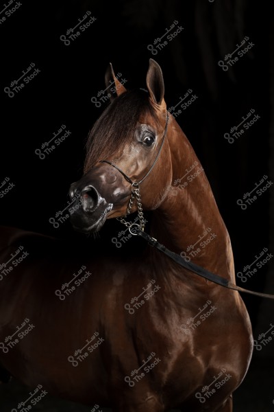 An image of a shiny brown Arabian horse shown in profile against a dark black background. The horse displays prominent muscles and an elevated head posture, with wispy hair partially covering its forehead. It wears a gleaming bridle with metallic details.