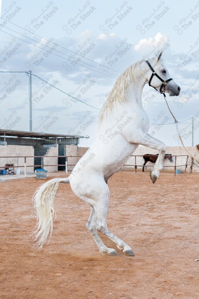 صورة لخيل عربي أصيل أبيض اللون في احد الإسطبلات، تربية وتدريب الخيول ، الخيل العربي الأصيل.