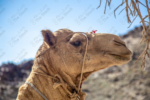 صورة مقربة لحيوان الجمل ، تربية الجمال و الإبل ، تربية الحيوانات والمواشي في المملكة العربية السعودية