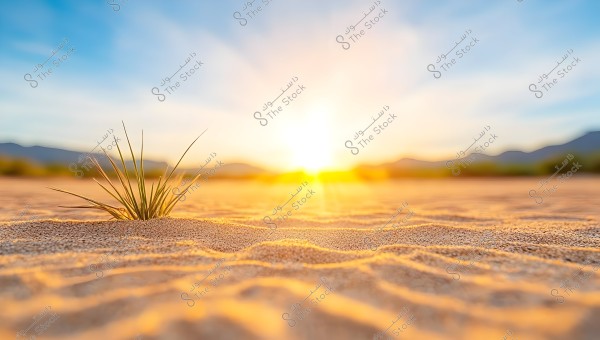 A desert scene depicting the sunrise over wavy golden sands. In the foreground, a small tuft of green grass grows, providing contrast with the sandy area. Mountains are faintly visible in the background under a clear blue sky.