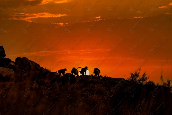 Aesthetic silhouette shot of a group of baboons over the heights of the Taif Mountains at sunset, a series of rocky mountains.