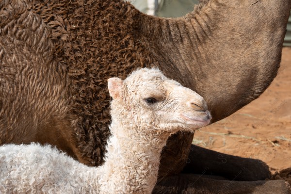 لقطة لناقة وصغيرها الحوار في أحد الصحاري في السعودية نهارًا وتبدو السماء صافية، حيوانات آكلة أعشاب ، سفينة الصحراء ، تربية الإبل والمواشي