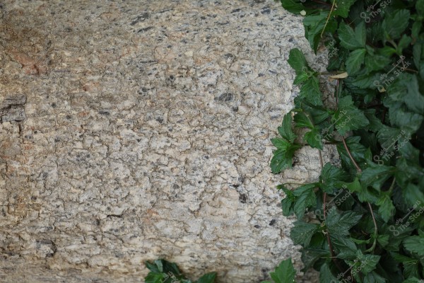 An image of a textured stone wall with a beige color mixed with shades of brown, grey, and white. Dense green leaves grow alongside the wall, partially covering it.