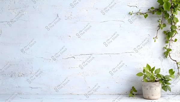 The image shows a rough concrete wall in a light blue color with subtle cracks. In the lower right corner, there is a potted plant in a white pot placed on the ground. Some green branches extend horizontally from the top right, adding a natural and lively touch to the scene.