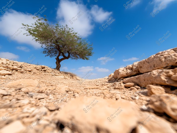 A solitary tree stands on a rocky hill under a blue sky with scattered clouds. The ground is covered with small rocks and a layer of dirt, giving the place a dry and natural look.