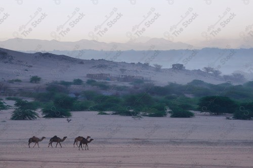 قطيع من الإبل تسير في الصحراء نهارًا وتظهر السماء شبه صافية، قافلة تسير بالصحراء.