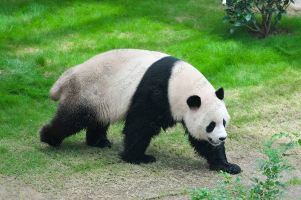 A shot of the endangered giant panda, famous for its presence in China, endangered animals, animals in forests.