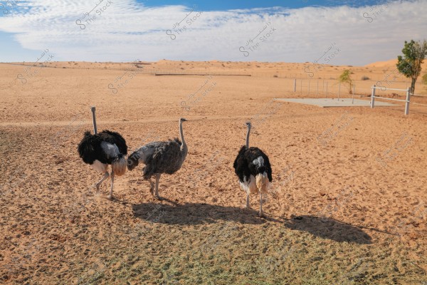 The image shows three ostriches walking in the desert under a blue sky with scattered clouds. The ostriches have black, white, and gray feathers and are in a sandy area with patches of green on the ground. In the background, there are sand dunes and a few scattered trees.