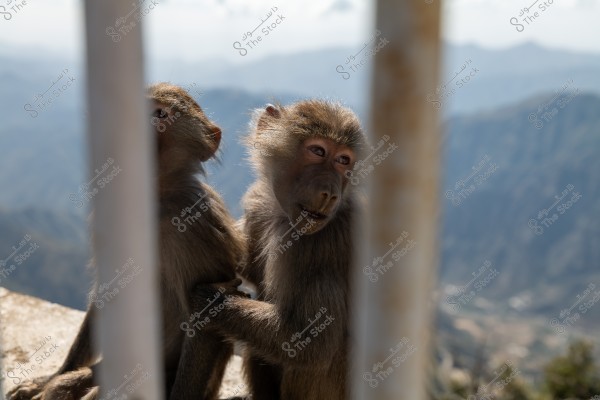 Two baboons sitting side by side, visible through metal bars. One baboon is facing forward while the other looks to the side, with a misty mountain landscape in the background.