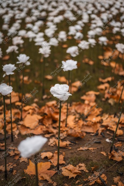 A field of artificial white roses planted in the ground with brown leaves around.