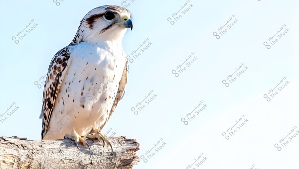 A photo of a white falcon with brown spots perched on a dry tree trunk. The background is light blue, giving the image a calm and bright appearance. The falcon is looking to the right with neatly arranged feathers and a sharp curved beak.