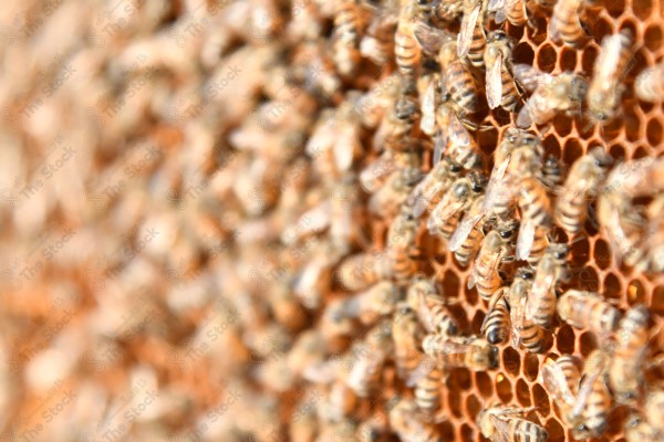 Close up of a swarm of bees over the beehive, honey, nectar, bee farms.