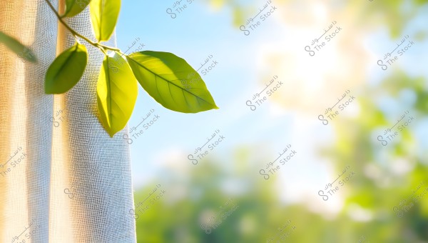 Image of a green leaf illuminated by bright sunlight against a blurry background that includes natural shades of trees and the blue sky. A portion of a curtain is visible on the left side of the image, reflecting light.