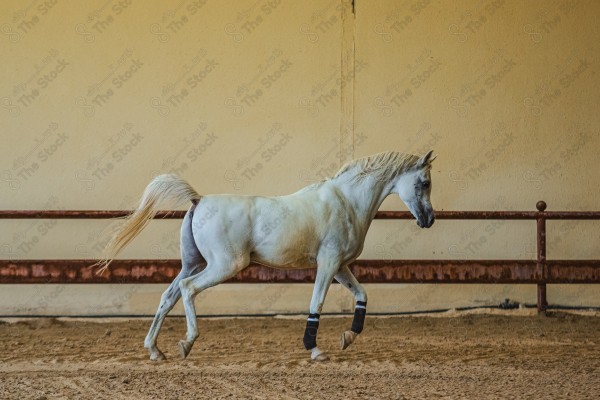 لقطة لخيل عربي بلون الابيض بأسطبل نهارًا ، سباقات الخيل ، جمال خيل العربي ، قفز الحواجز .