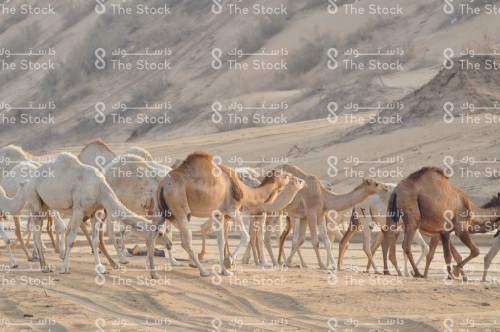 قافله جمال تسير بالصحراء، كثبان رملية، صحراء الربع الخالي