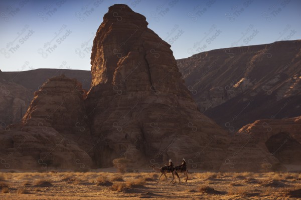 قطيع من الإبل تسير في الصحراء نهارًا وتظهر السماء صافية في العلا، أماكن سياحية في السعودية