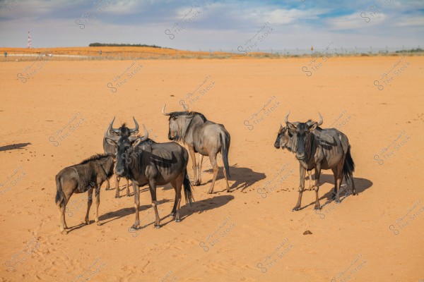 A group of wildebeests standing in a vast open desert under a blue sky with some clouds. In the background, there is a fence stretching across the horizon and elevated sandy hills.
