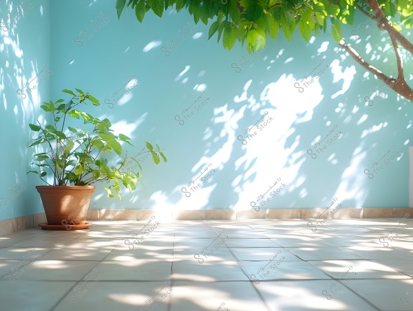 An image of a room with a light blue wall. There is a brown potted plant with green leaves in the left corner. Shadows of tree leaves above cast light patterns on the tiled floor.