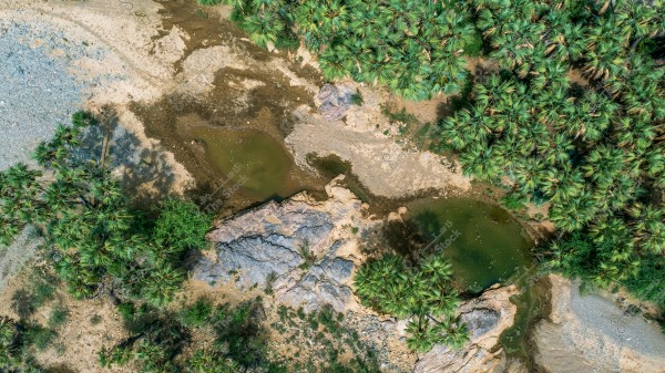Aerial view showing a natural area with dense clusters of green palm trees and small water pools surrounded by rocks. The ground varies between sandy soil and scattered rocks. The dominant colors in the image are green, light blue, and brown.