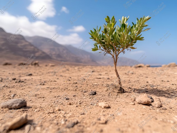 A small tree growing in a dry desert landscape with a backdrop of hazy mountains and a clear blue sky. The image highlights the contrast of living nature against the arid environment, emphasizing the struggle for survival in harsh conditions.