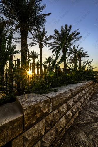 A shot to a group of trees and palms in Diriyah, adorned with the glow of the sunset.