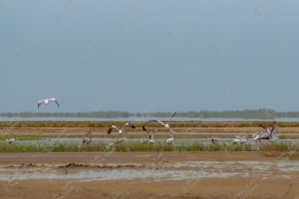 A group of pelicans flying and landing in a wetland area filled with water and vegetation. The birds are seen flapping their wings close to the water\'s surface, with sandy ground in the foreground and a line of vegetation along the horizon.