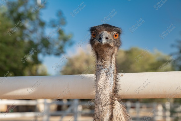 The image shows a large emu bird with its head and part of its neck over a white fence in an outdoor setting. The bird has dark brown feathers and distinct brown eyes. In the background, there are green trees and a clear blue sky.