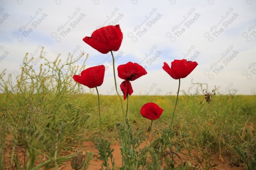 A shot of a group of red roses, day and the sun is shining