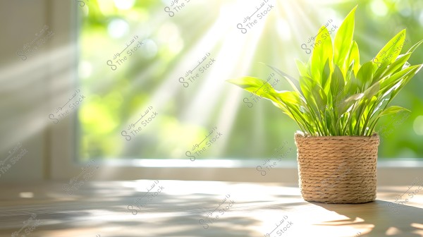 A green plant potted in a woven basket sits on a wooden table illuminated by sunlight. The background shows a window with bright sunlight streaming through, casting soft shadows on the table. The scene appears natural and refreshing, evoking a sense of life and vitality.