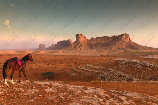 فارس سعودي يمتطي الخيل بالصحراء ومن خلفه تظهر الجبال صباحا،  ترويض الخيل، مدرب الخيول ، الخيل العربي الأصيل ، هواية ركوب الخيل ،فعاليات لركوب الخيل