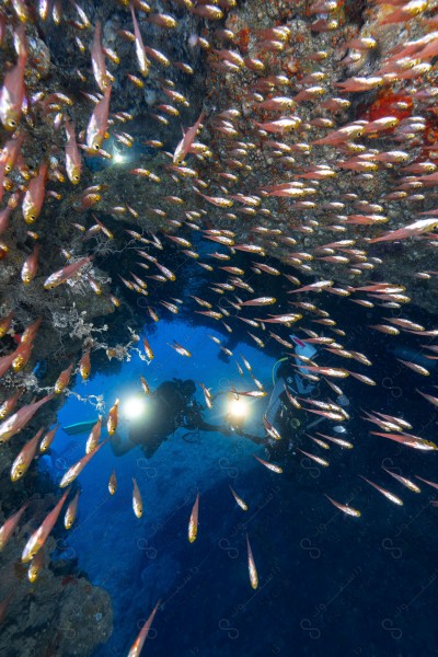 A snapshot of a group of divers surrounded by coral reefs and fish in the depths of the sea, oceans and seas, sea creatures, marine life, ocean depths and seas.