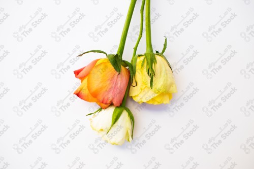 Close-up of a group of multicolored roses on a white background.