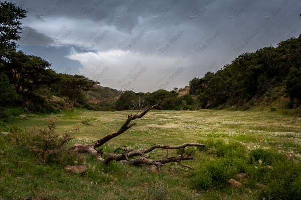 A snapshot showing the beauty of the green nature in the Al-Souda Mountains in the Asir region, nature in Saudi Arabia