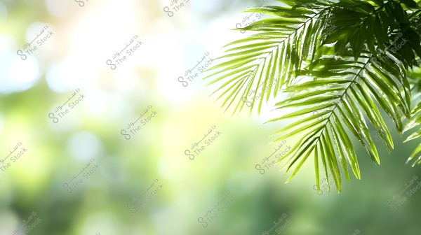 Image of green palm leaves extending from the upper right corner against a blurred background in shades of green and white. The leaves reflect sunlight, highlighting the details of their long, slender texture.