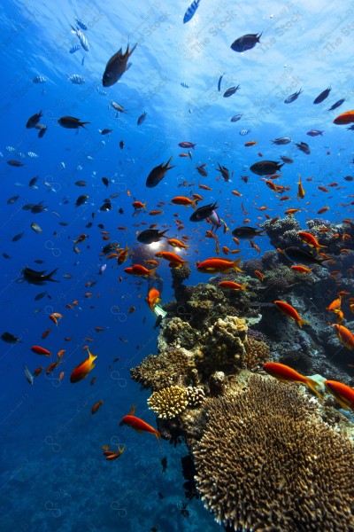 A shot of a diver surrounded by coral reefs and fish in the depths of the sea, oceans and seas, sea creatures, marine life, ocean depths and seas.