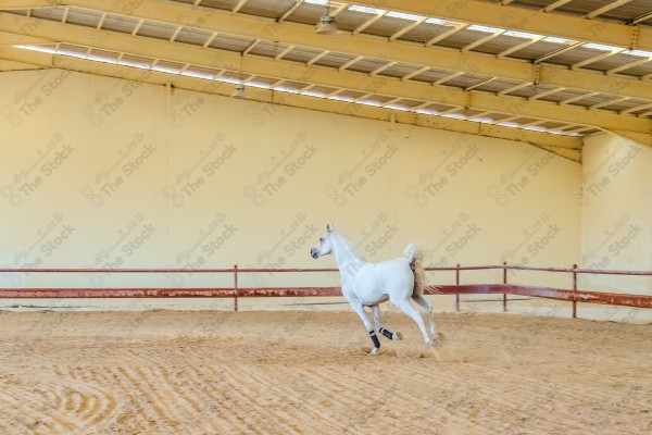 لقطة لخيل عربي بلون الابيض بأسطبل نهارًا ، سباقات الخيل ، جمال خيل العربي ، قفز الحواجز .