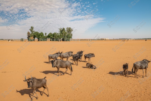 Image of a group of horned wildebeests standing on an open desert landscape under a blue sky with scattered clouds. In the background, trees and structures resembling fences and small buildings are visible on the edges of the desert.