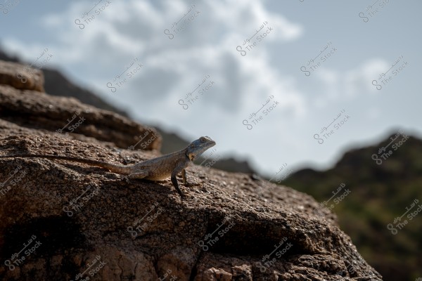 The Rock Agama lizard, a common reptile in Saudi Arabia.