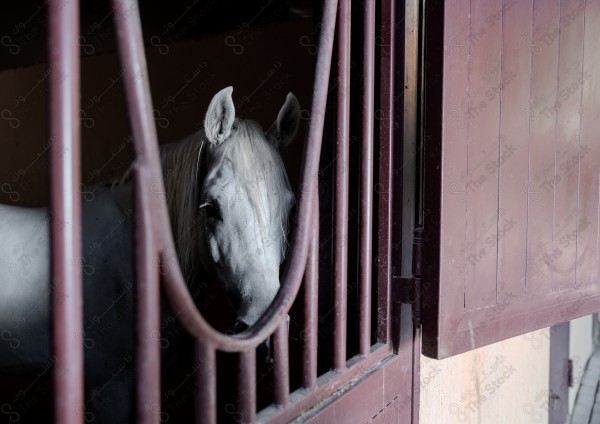 لقطة لخيل عربي بلون الابيض داخل حظيرة  بالإسطبل نهارًا ، سباقات الخيل ، جمال خيل العربي ، قفز الحواجز .