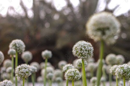 A group of white flowers in an onion seed field, Saudi Arabia