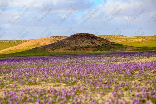 لقطة لمجموعة نباتات بنفسجية زاهية اللون في شعوب الاقرع بين منطقة الجوف و الحدود الشمالية في السعودية