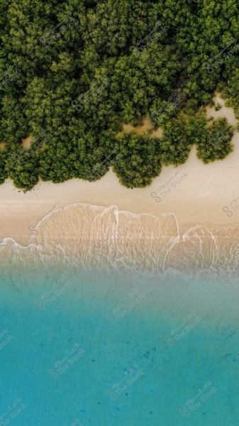 Aerial view of a sandy beach where the turquoise blue sea meets white sand. The waves are forming circular patterns on the shore, surrounded by a dense forest of dark green trees.
